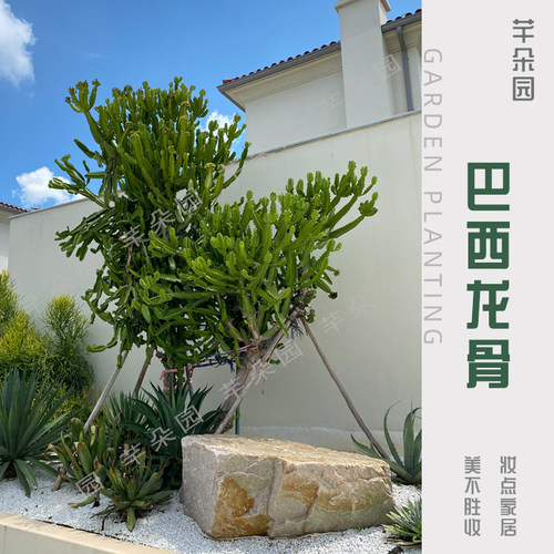 庭院别墅景观紫色仙人柱巴西龙骨