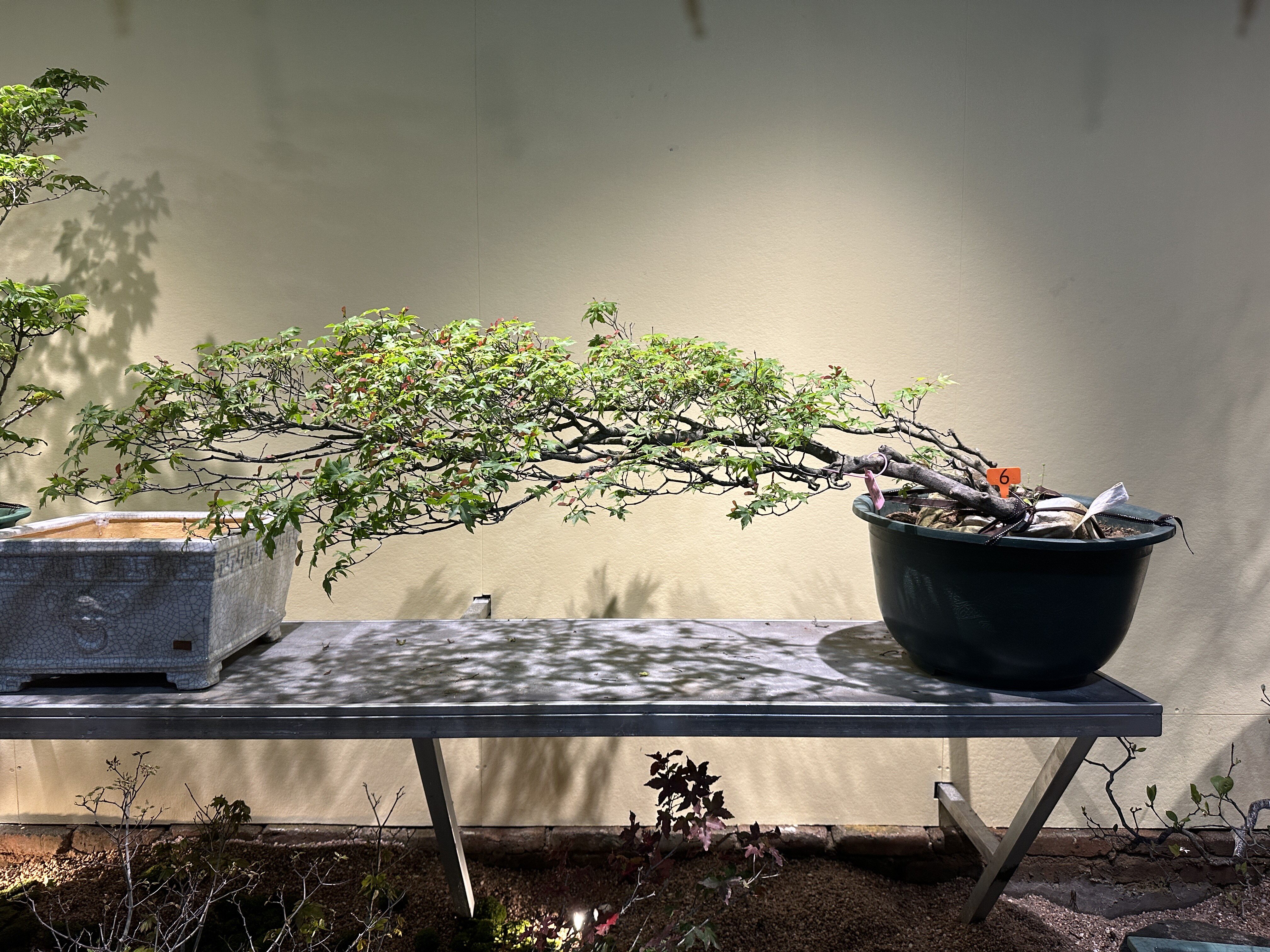海岛石枫红枫网红观叶造景植物