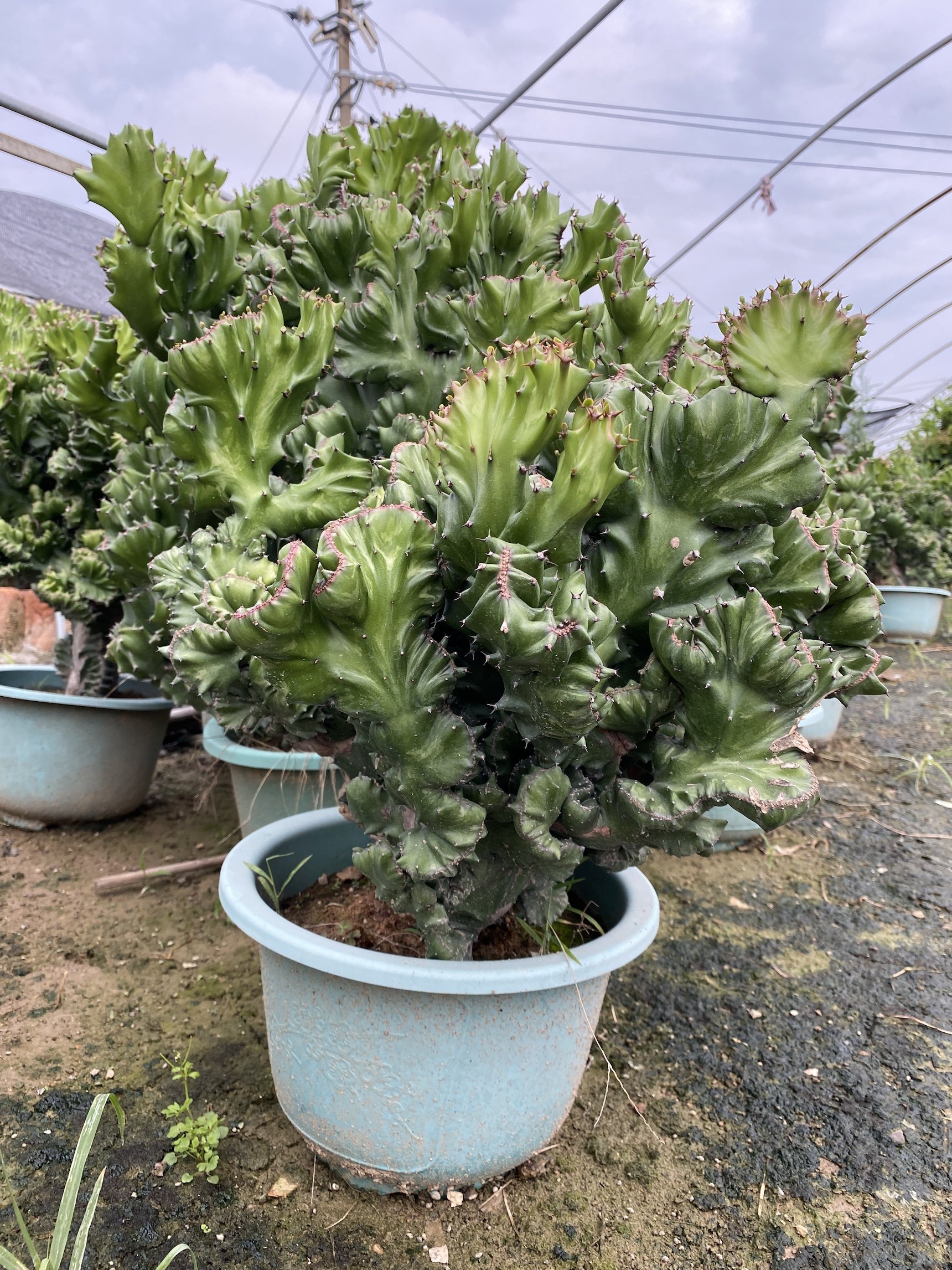 仙人盆栽绿植金麒麟 沙生植物 吸甲醛防辐射多肉植物花卉