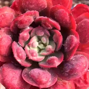 云南多肉直播套餐链接 好养活新手好养盆栽地栽云南基地直发