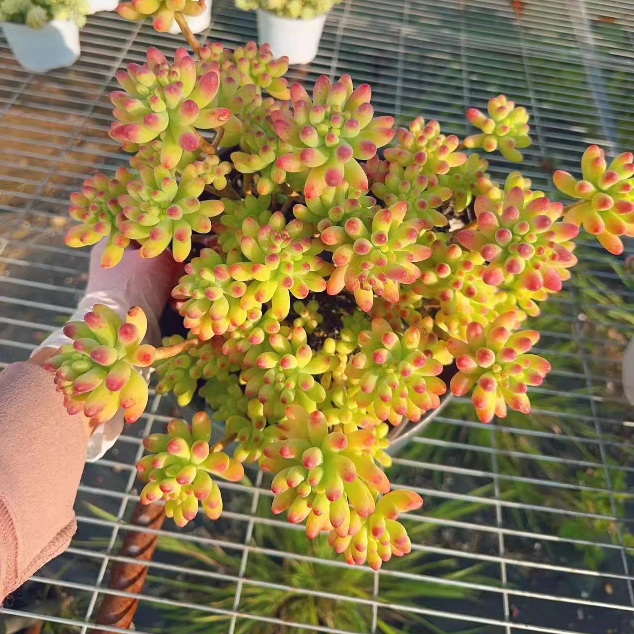 【老桩果冻乙女心脱土发】新手好养室内室外可养盆栽云南基地直发,鲜花速递/花卉仿真/绿植园艺,多肉植物,淘宝优惠券,粉丝福利购,淘宝优惠卷