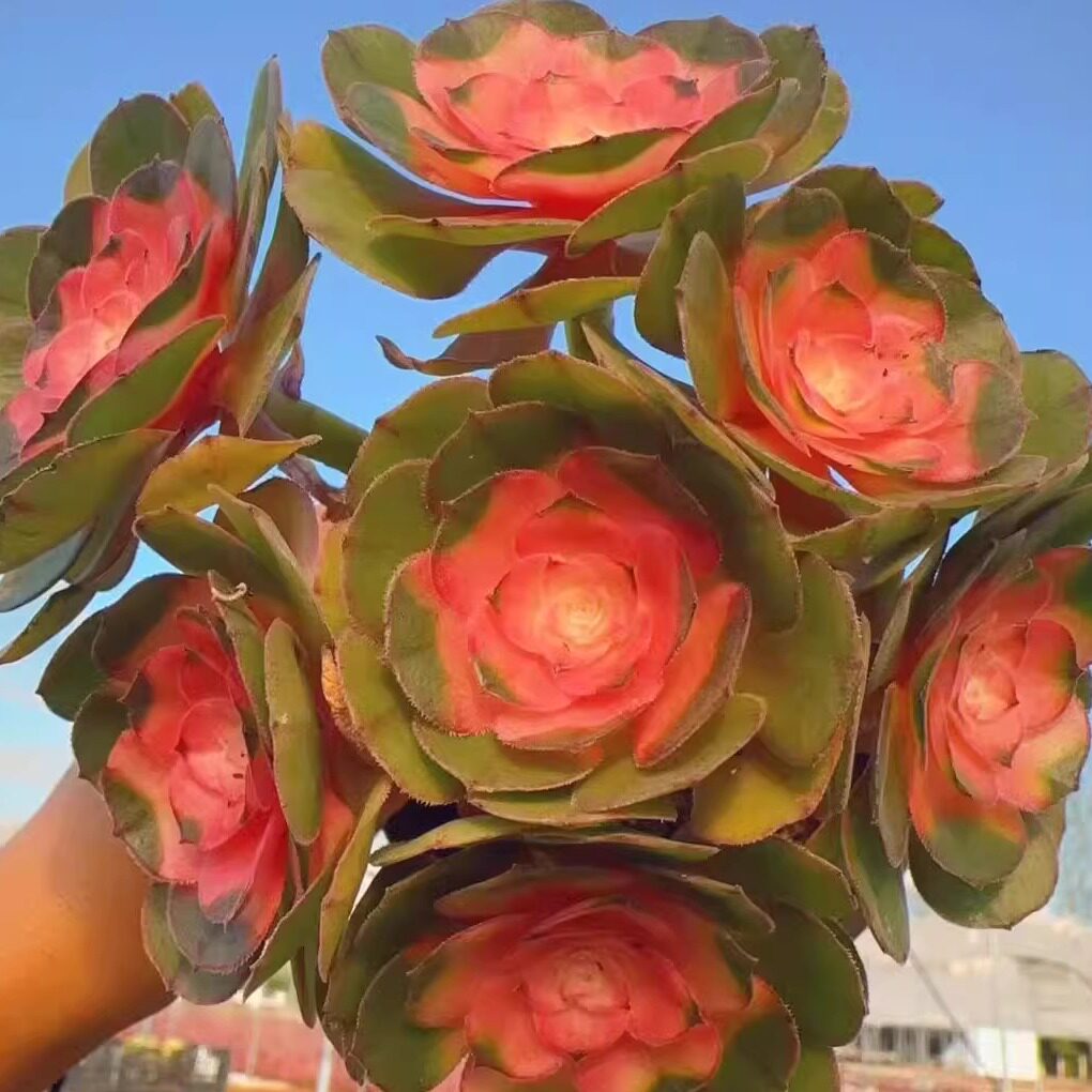 【多头彩虹法师】带原盆原土阳台盆栽新手好养基地直发