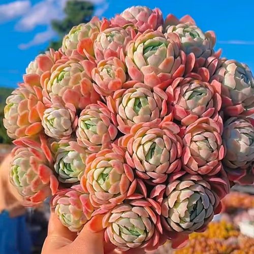 【超大香水贝瑞】带原盆原土阳台新手好养云南基地直发