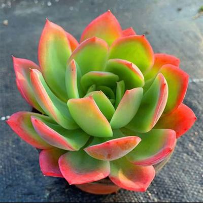 【单头绮罗仙子买一送一】带原盆原土室内外新手好养云南基地直发