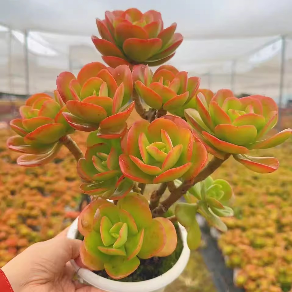 【妖桩红梅】带原盆原土阳台盆栽新手好养盆栽地栽云南基地直发