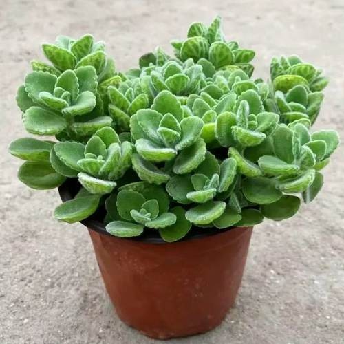 【碰碰香买一送一】室内室外盆栽四季好养盆栽云南基地直发