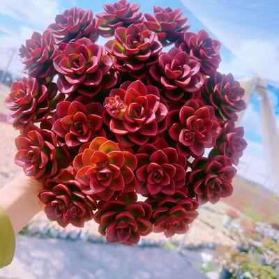 【大盆红酒玫瑰】室内室外新手好养活地栽盆栽云南基地直发