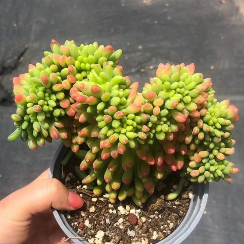 【钻石葡萄】春萌缀化 带原盆原土室内阳台盆栽好养云南基地直发