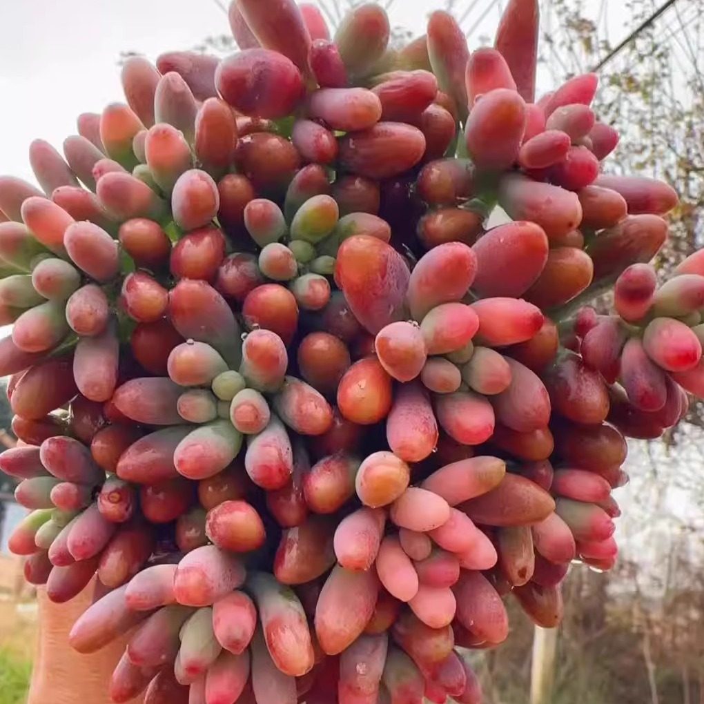 【美人指】带原盆原土发货室内室外四季好盆栽发货云南基地直发,鲜花速递/花卉仿真/绿植园艺,多肉植物,淘宝优惠券,粉丝福利购,淘宝优惠卷