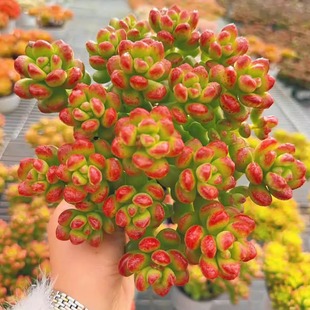 【香豆子丸叶松绿】带原盆原土阳台室内盆栽新手好养云南基地直发