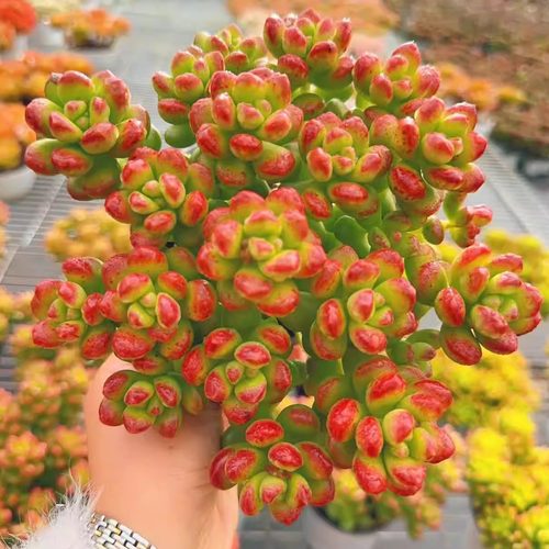 【香豆子丸叶松绿】带原盆原土阳台室内盆栽新手好养云南基地直发