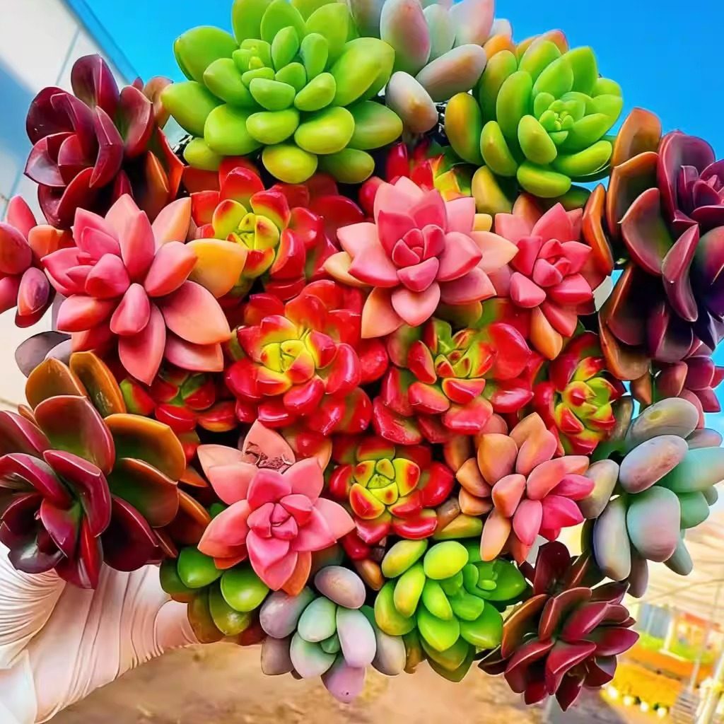 【大盆七彩拼盘】带原盆原土室内室外阳台新手好养云南基地直发,鲜花速递/花卉仿真/绿植园艺,多肉植物,淘宝优惠券,粉丝福利购,淘宝优惠卷