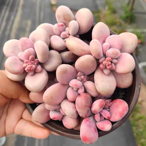 【亚美桃蛋】带原盆原土室内室外新手好养盆栽地栽云南基地直发