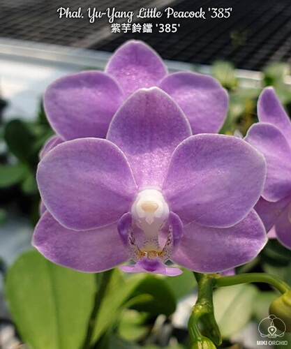 紫玉铃铛385红马丁紫马丁蝴蝶兰带花苞苗淡香型夏花品种对版洋兰