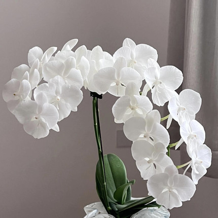白天鹅蝴蝶兰3.0寸杯带花箭抽梗苗纯白大舌头品种一代圆叶苗洋兰