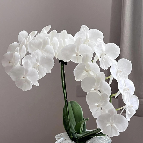 白天鹅蝴蝶兰3.0寸杯带花箭抽梗苗纯白大舌头品种一代圆叶苗洋兰