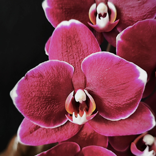 椎名黑美人蝴蝶兰3.5寸杯不带花箭成熟苗对版洋兰花卉盆栽