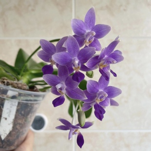 eq狗蝴蝶兰2.8寸杯不带花箭开花苗紫色小花型洋兰花卉