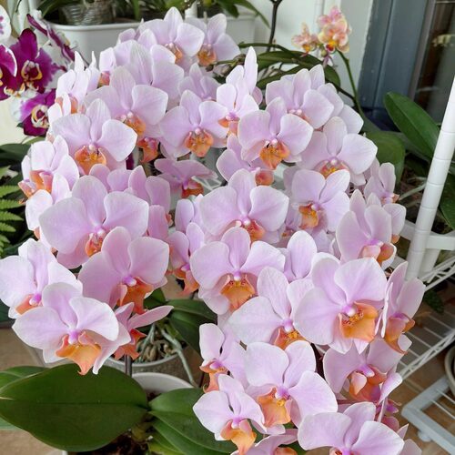 安祖欧品蝴蝶兰图尔坎3.0寸杯不带花箭苗洋兰花卉剪过春梗