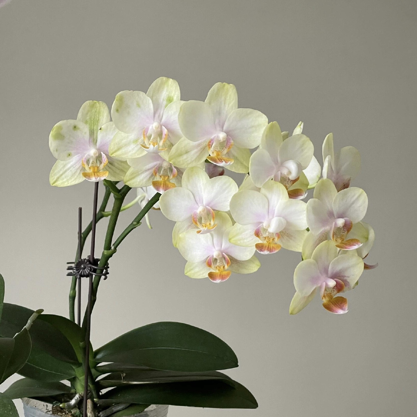 祥云蝴蝶兰成熟苗3.5爆根带花苞三花箭中花型丰花品种对版洋兰