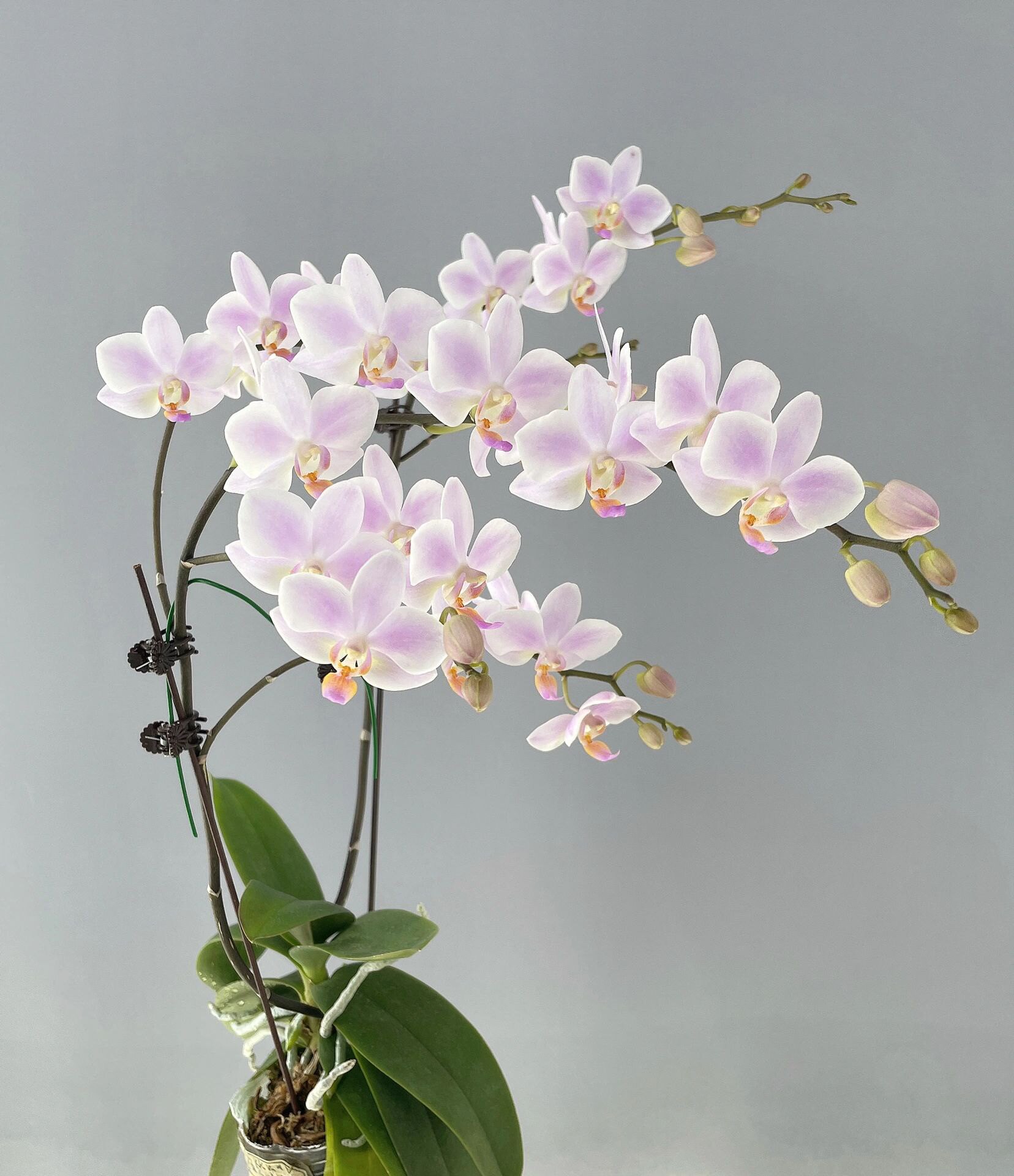 残雪蝴蝶兰花苗粉残小花型续花能力强室内绿植盆栽基地直发包对版