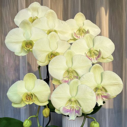 冰雕翡翠蝴蝶兰2.8寸杯带花箭抽梗苗对版洋兰任意3棵送保温