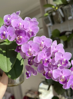 欧洲小蓝蝴蝶兰3.0寸杯带双花箭苗淡紫色对版洋兰花卉包邮