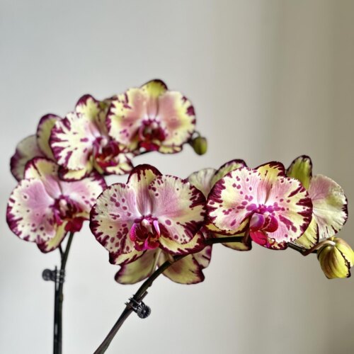 美琪皇冠蝴蝶兰3.0寸杯带花箭大花型洋兰品种苗略小