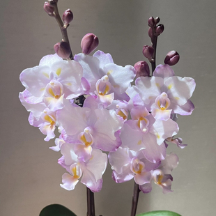 刘氏樱花蝴蝶兰二倍体3.0寸杯苗带花箭波浪型花朵对版 苗即将出箭