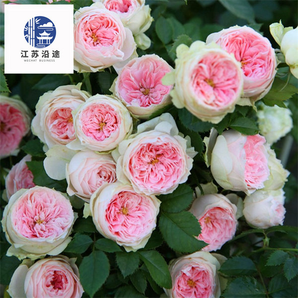 【灌木月季】门廊绒球月季花苗阳台盆栽花园植物四季开花欧月勤花