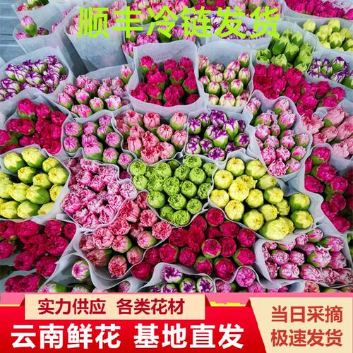 康乃馨鲜花顺丰次日达云南昆明单头康鲜切花基地女神节母亲节礼物