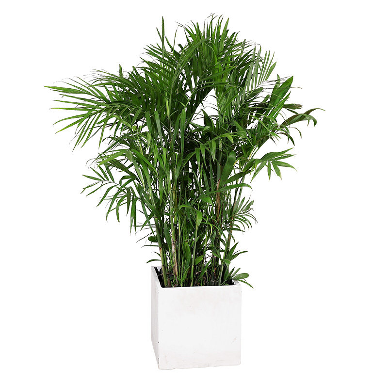 夏威夷竹绿植大型室内落地客厅大盆栽办公室凤尾竹热带植物椰子树