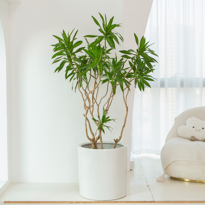 金心百合竹盆栽老桩简约造型好养室内大型客厅绿植轻奢阳台植物