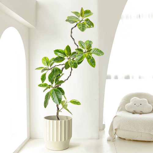 大型旺宅盆栽室内黄金榕橡皮树