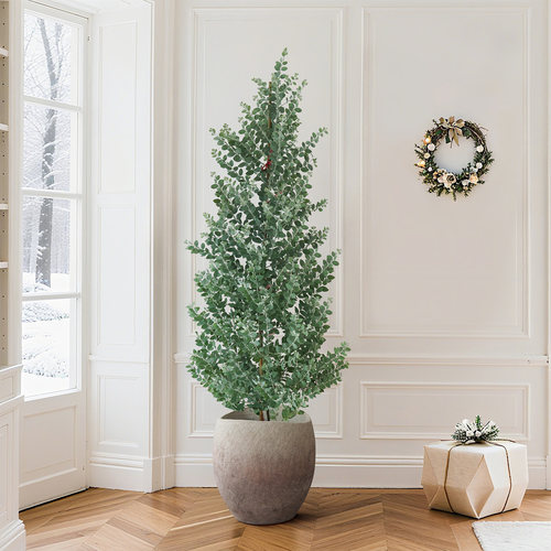 室外开花银叶金合欢造景绿化花卉