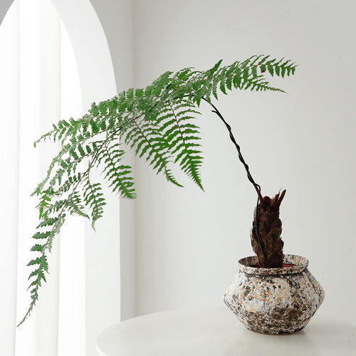 鳞毛蕨盆景四季常绿喜湿盆景