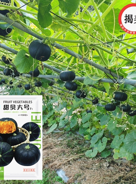 小贝贝南瓜种子杂交种粉面型