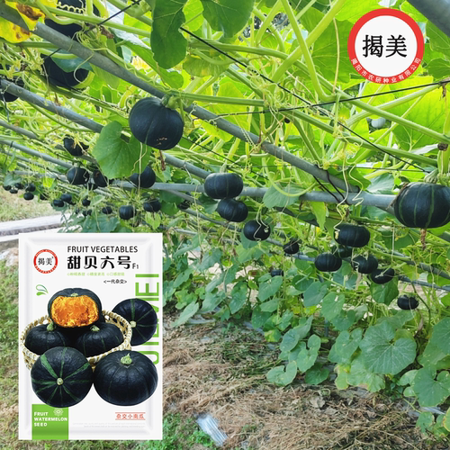 小贝贝南瓜种子杂交种粉面型