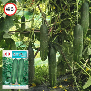 揭丰8号杂交黄瓜种子 高产大吊瓜青瓜种籽 阳台盆栽高产农业大田