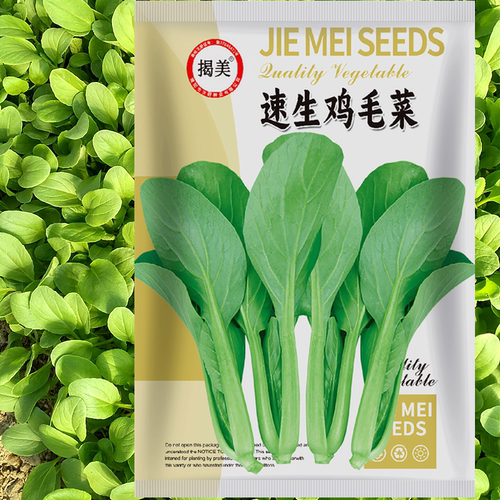 速生鸡毛菜种子高脚上海白菜耐热