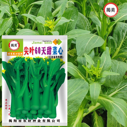 20克尖叶60天甜菜心无渣油青种子