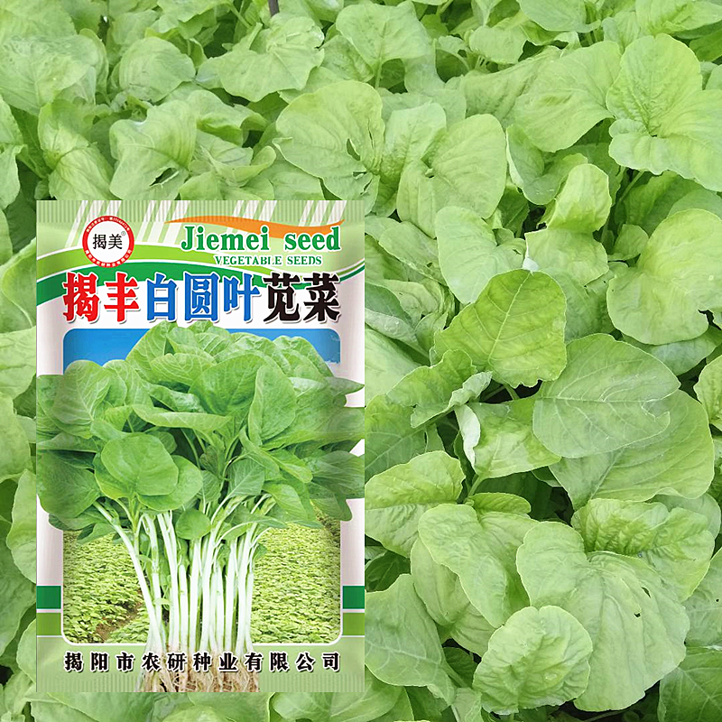 揭美白苋菜种子 白圆叶苋菜籽 阳台盆栽农田种植 四季蔬菜种子