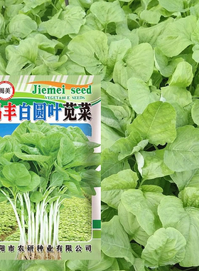 阳台盆栽农田四季圆叶白苋菜种子