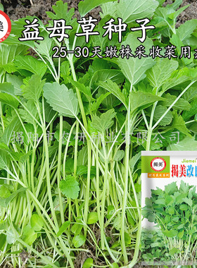 种子益母草食用阳台菜菜爆款种子