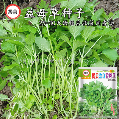 种子益母草食用阳台菜菜爆款种子
