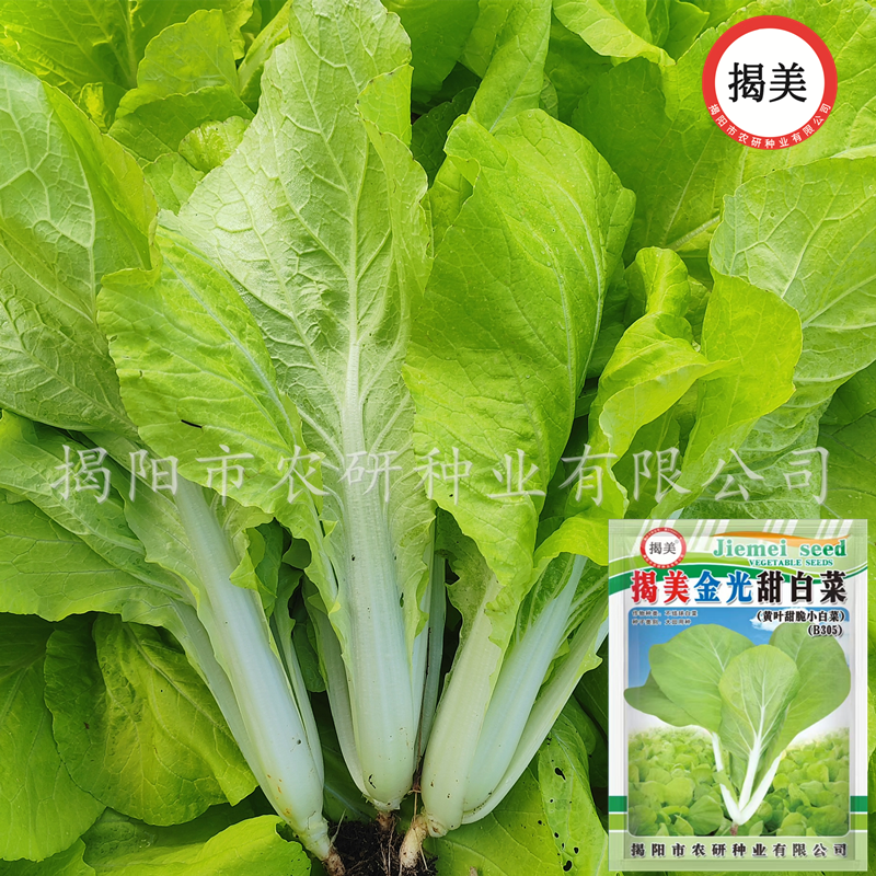 揭美金光白菜种子 甜白菜种子 黄秧黄叶甜脆小白菜 蔬菜种子菜籽