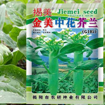 金美中花芥兰彩包蔬菜种子