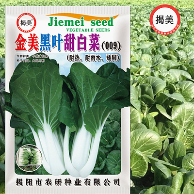 黑叶白菜种子蔬菜揭美