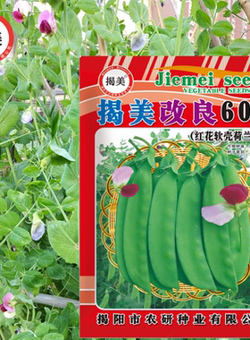 荷兰豆高产红花甜脆蔬菜种子