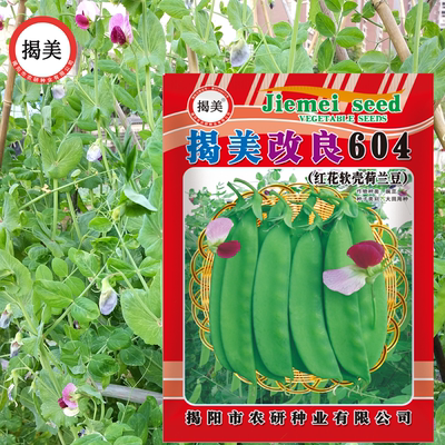 荷兰豆高产红花甜脆蔬菜种子